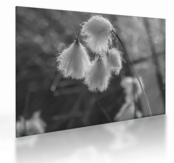 Üveg kép - Cottongrass (70x50 cm)