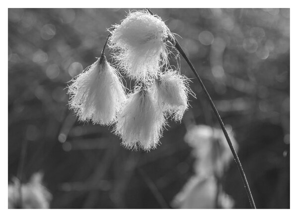 Üveg kép - Cottongrass (70x50 cm)