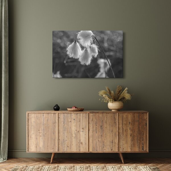 Kép - Cottongrass (90x60 cm)