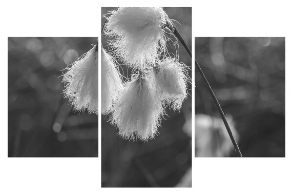 Kép - Cottongrass (90x60 cm)