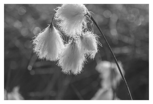 Kép - Cottongrass (90x60 cm)