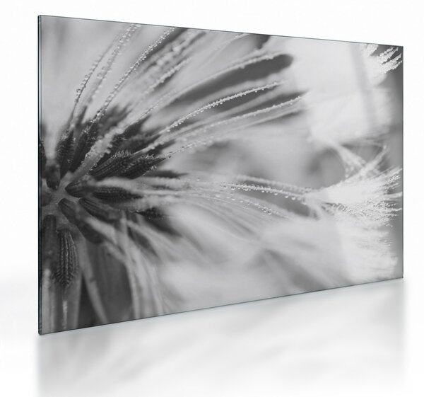 Üveg kép - Pitypang (70x50 cm)