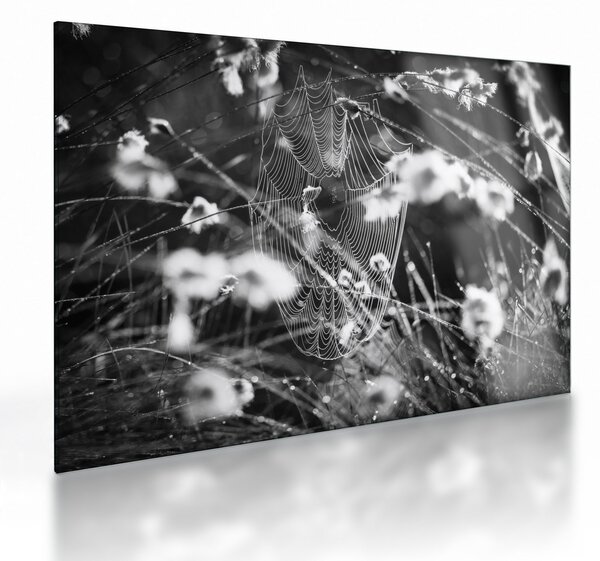 Üveg kép - Pókháló a réten (70x50 cm)