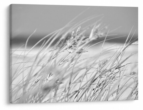 Kép - Strandfű (70x50 cm)