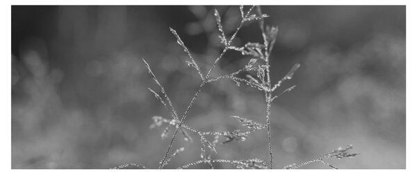 Kép - Vidéki rét (120x50 cm)