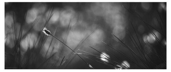 Kép - Mezei fű (120x50 cm)