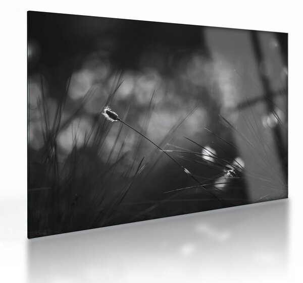 Üveg kép - Mezei fű (70x50 cm)