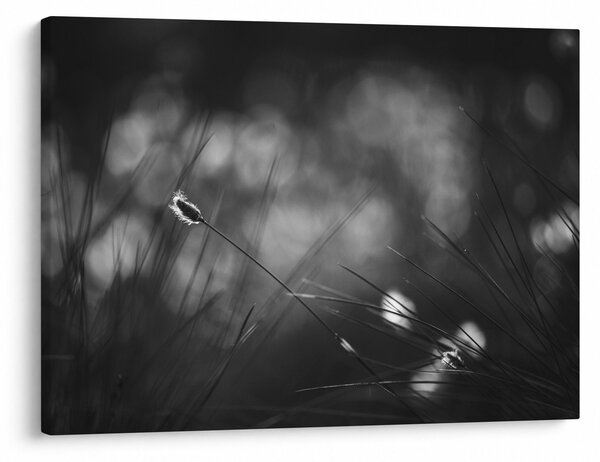 Kép - Mezei fű (70x50 cm)