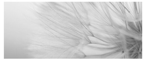 Kép - Pitypang (120x50 cm)