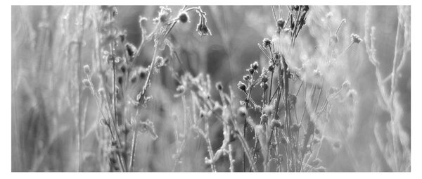 Kép - Wild Meadow (120x50 cm)