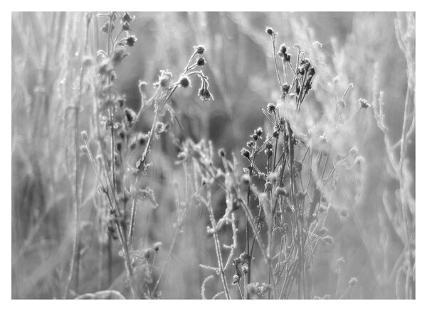 Kép - Wild Meadow (70x50 cm)