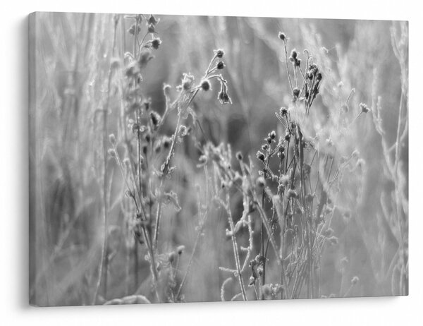 Kép - Wild Meadow (70x50 cm)