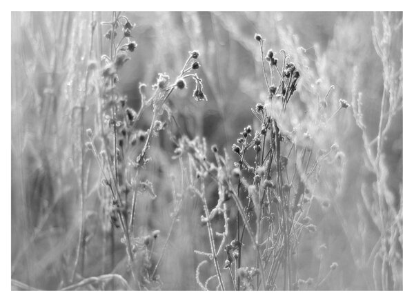 Üveg kép - Wild Meadow (70x50 cm)