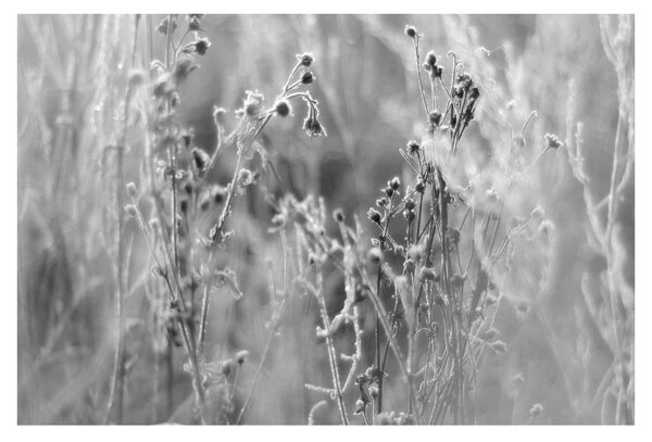 Kép - Wild Meadow (90x60 cm)
