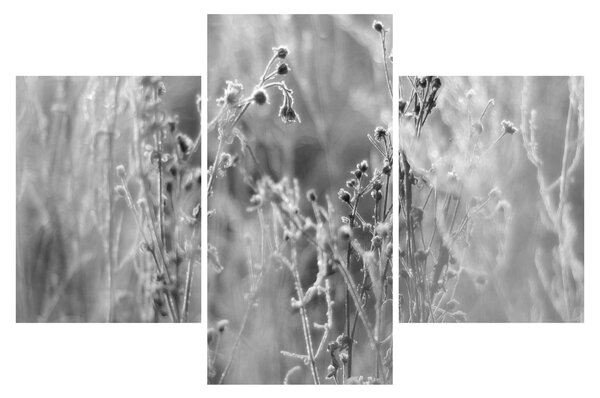 Kép - Wild Meadow (90x60 cm)