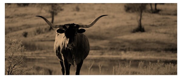 Kép - Texasi tehén (120x50 cm)