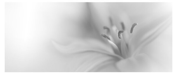 Kép - Delicate Lily (120x50 cm)