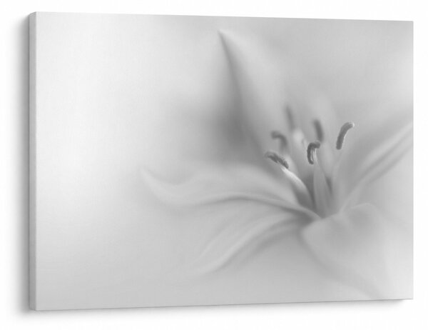 Kép - Delicate Lily (70x50 cm)