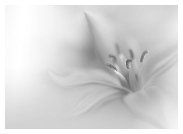 Kép - Delicate Lily (70x50 cm)