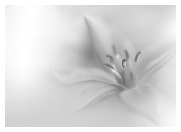 Üveg kép - Delicate Lily (70x50 cm)