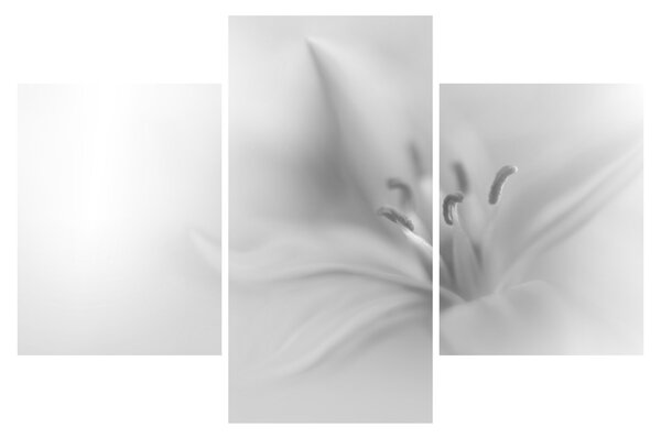 Kép - Delicate Lily (90x60 cm)