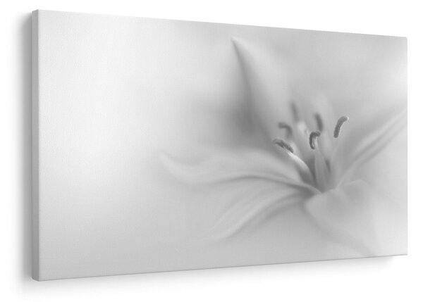 Kép - Delicate Lily (90x60 cm)