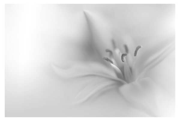Kép - Delicate Lily (90x60 cm)