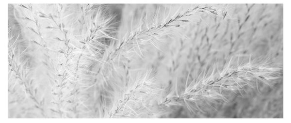 Kép - Pampafű N⁰1 (120x50 cm)