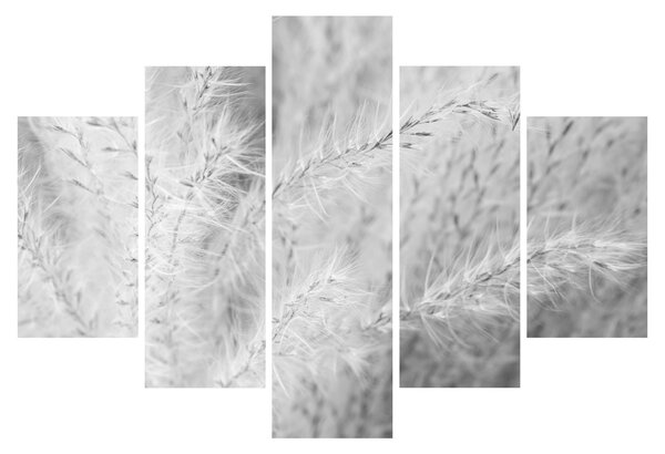 Kép - Pampafű N⁰1 (150x105 cm)