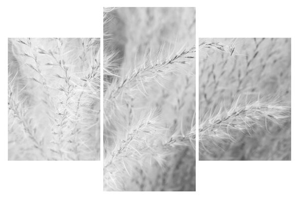 Kép - Pampafű N⁰1 (90x60 cm)