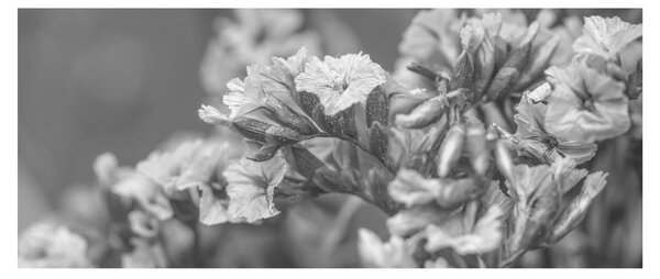 Kép - Szárított virágok (120x50 cm)