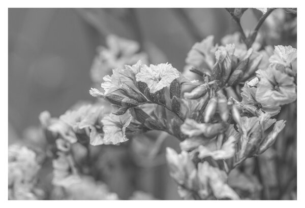 Kép - Szárított virágok (90x60 cm)