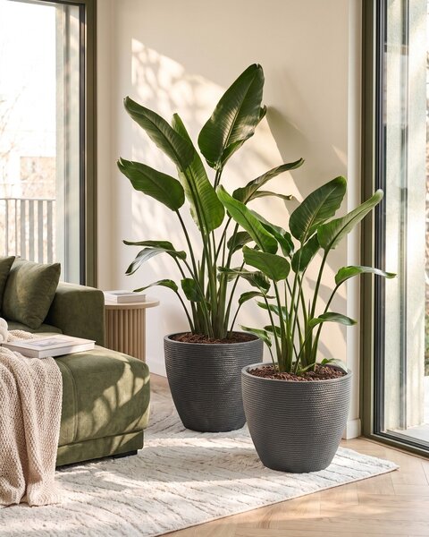 Kétdarabos virágcserép szett FRITILLARIA 50 cm Szürke