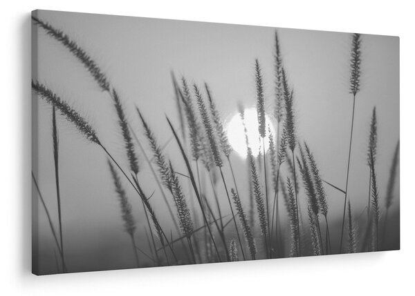 Kép - Mező naplementében (90x60 cm)