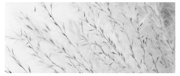 Kép - Pampafű N⁰2 (120x50 cm)