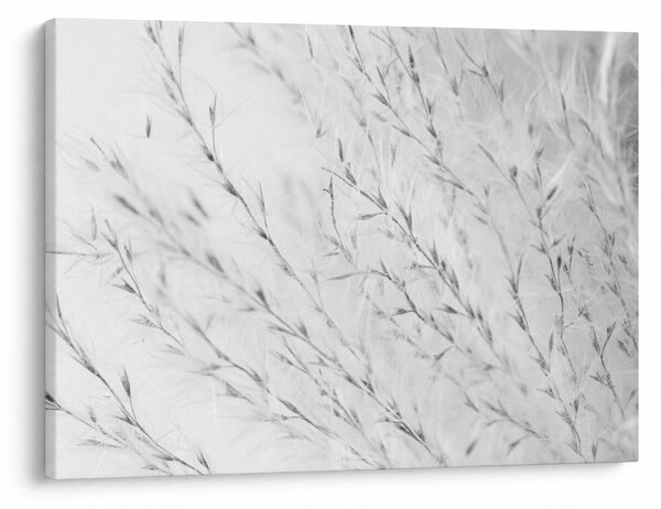 Kép - Pampafű N⁰2 (70x50 cm)