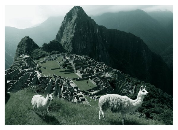 Kép - Lámák a perui Machu Picchunál (70x50 cm)