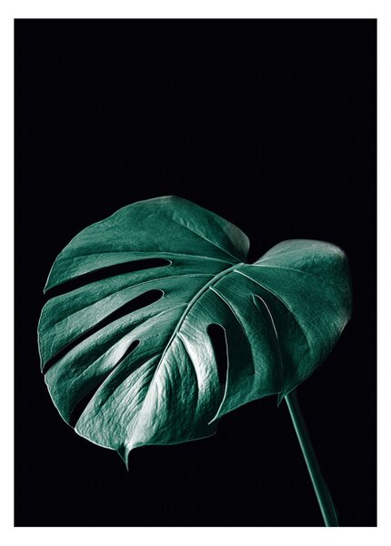 Dark Monstera poszter