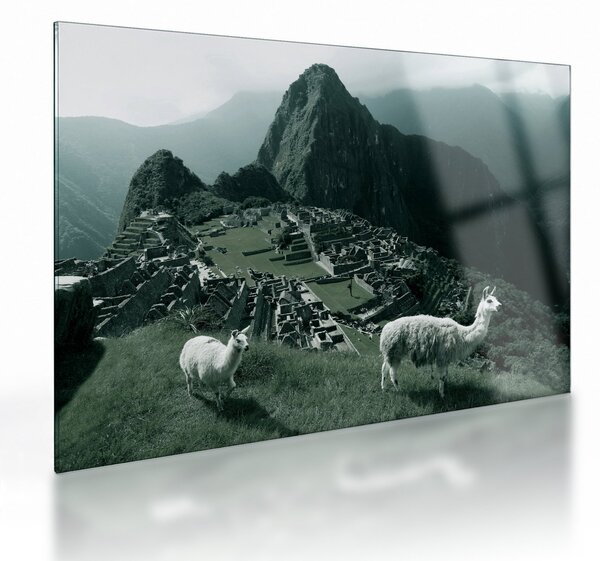 Üveg kép - Lámák a perui Machu Picchunál (70x50 cm)