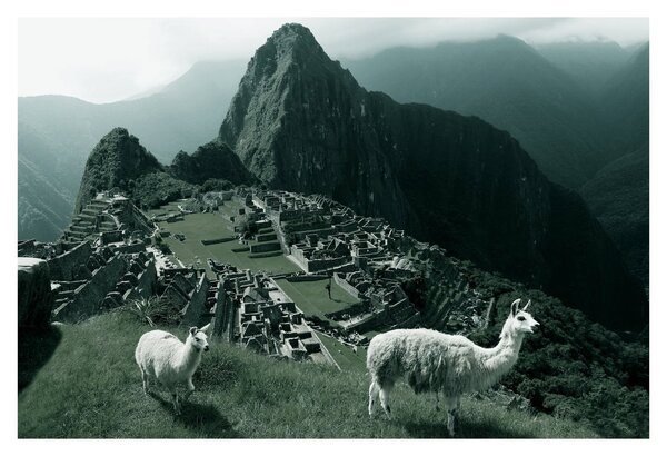 Kép - Lámák a perui Machu Picchunál (90x60 cm)