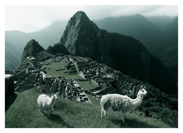 Üveg kép - Lámák a perui Machu Picchunál (70x50 cm)