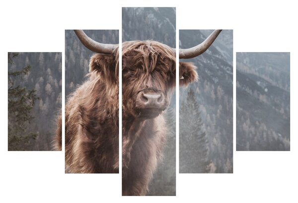 Kép - Highlander tehén (150x105 cm)