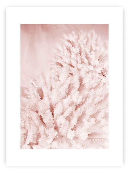 Pastel Pink II poszter