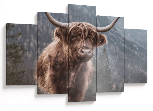 Kép - Highlander tehén (150x105 cm)