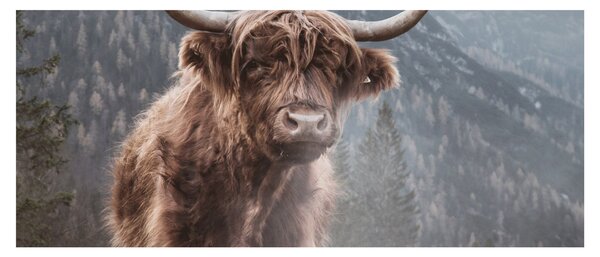 Kép - Highlander tehén (120x50 cm)