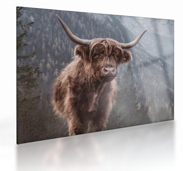 Üveg kép - Highlander tehén (70x50 cm)