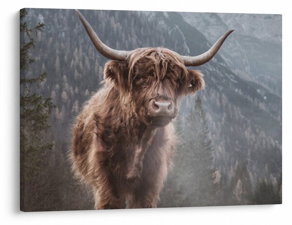 Kép - Highlander tehén (70x50 cm)