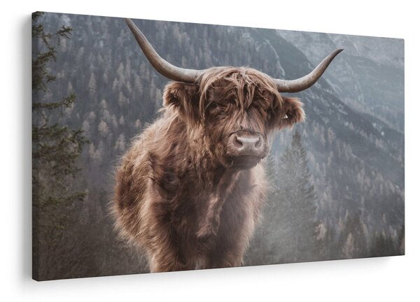 Kép - Highlander tehén (90x60 cm)