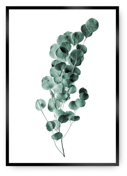 Eucalyptus Emerald Green poszter