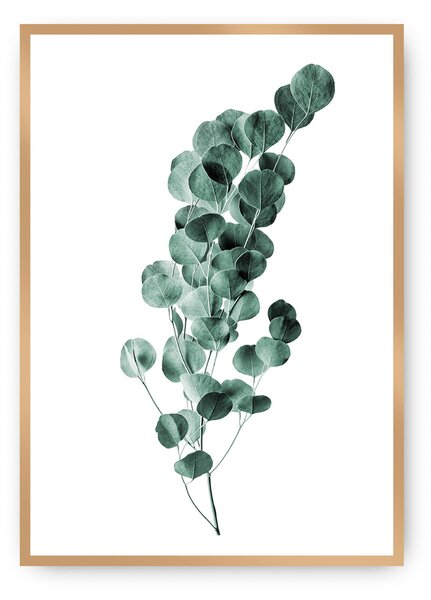 Eucalyptus Emerald Green poszter